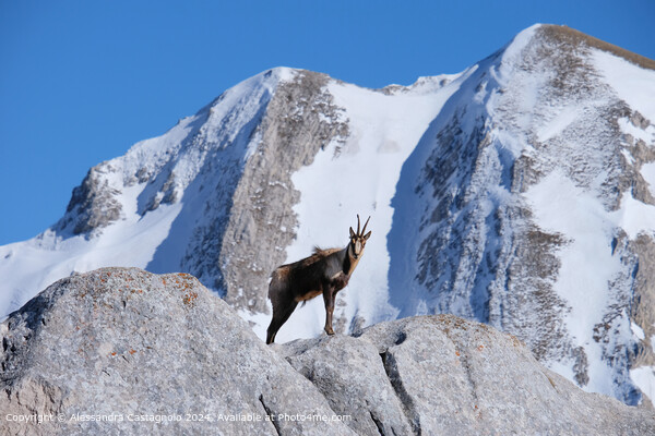 Chamois on the lookout in Gran Sasso Picture Board by Alessandra Castagnolo