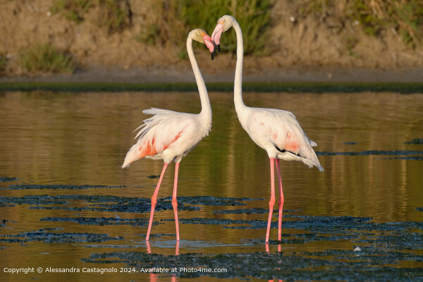 Romantic Flamingos in Puglia Picture Board by Alessandra Castagnolo