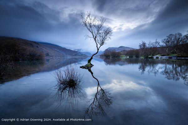 lone tree in a lake of tranquillity Picture Board by Adrian Downing