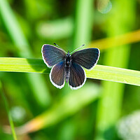 Common Blue Butterfly