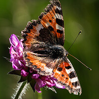 Small Tortoiseshell Butterfly Feeding
