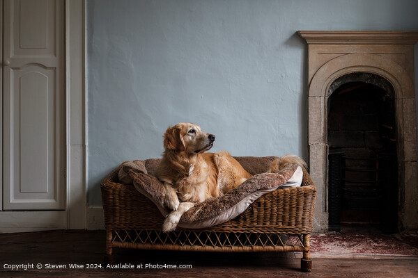 Golden Retriever Wicker Dog Bed Picture Board by Steven Wise