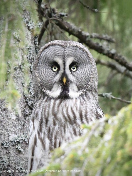 Great Grey Owl Eye Contact Picture Board by Steinar Hylle