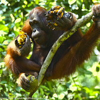 Buy canvas prints of Orangutan in Borneo by Gabor Pozsgai