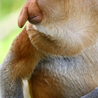 Buy canvas prints of A close up of a male proboscis monkey in Borneo by Gabor Pozsgai