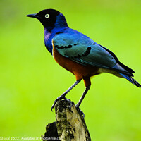 Buy canvas prints of Superb starling (Lamprotornis superbus) in Malaysia by Gabor Pozsgai