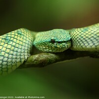 Buy canvas prints of Green snake on Borneo, Malaysia by Gabor Pozsgai