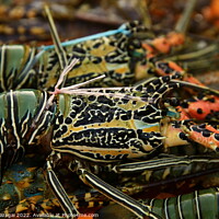 Buy canvas prints of Abstract of colourful lobsters by Gabor Pozsgai
