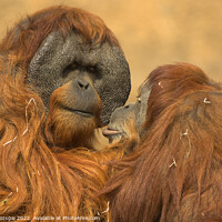 Buy canvas prints of Orangutan love by Gabor Pozsgai