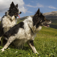 Buy canvas prints of A couple of border collies by Gabor Pozsgai