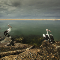Buy canvas prints of Australian pelicans sunbathing by Gabor Pozsgai