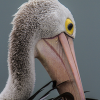 Buy canvas prints of Australian pelican portrait by Gabor Pozsgai