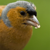 Buy canvas prints of Chaffinch eating by Gabor Pozsgai