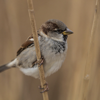 Buy canvas prints of House sparrow (Passer domesticus) by Gabor Pozsgai