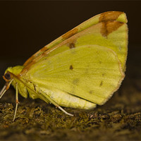 Buy canvas prints of Brimstone moth by Gabor Pozsgai