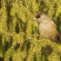 Buy canvas prints of Siberian jay (Perisoreus infaustus) by Gabor Pozsgai