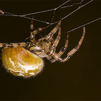 Buy canvas prints of Orb-web spider by Gabor Pozsgai