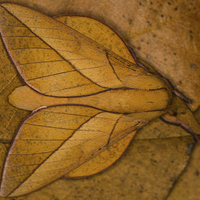 Buy canvas prints of Oiticella convergens moth by Gabor Pozsgai