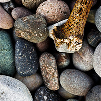 Buy canvas prints of Coloured pebbles and seaweed skeleton on coast by Gabor Pozsgai