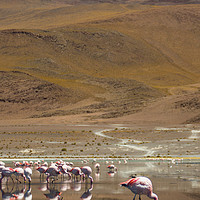Buy canvas prints of Laguna Colorada, Andes, Bolivia by Gabor Pozsgai