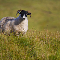 Buy canvas prints of Scottish Blackface sheep on green field by Gabor Pozsgai