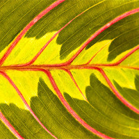 Buy canvas prints of Prayer Plant (Maranta leuconeura) by Gabor Pozsgai