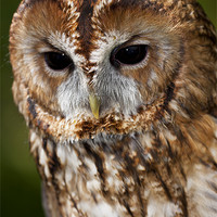 Buy canvas prints of Tawny owl (Strix aluco) by Gabor Pozsgai