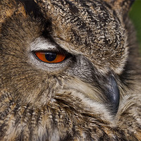 Buy canvas prints of Eurasian Eagle-owl (Bubo bubo) by Gabor Pozsgai
