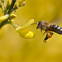 Buy canvas prints of Honeybee (Apis mellifera) by Gabor Pozsgai