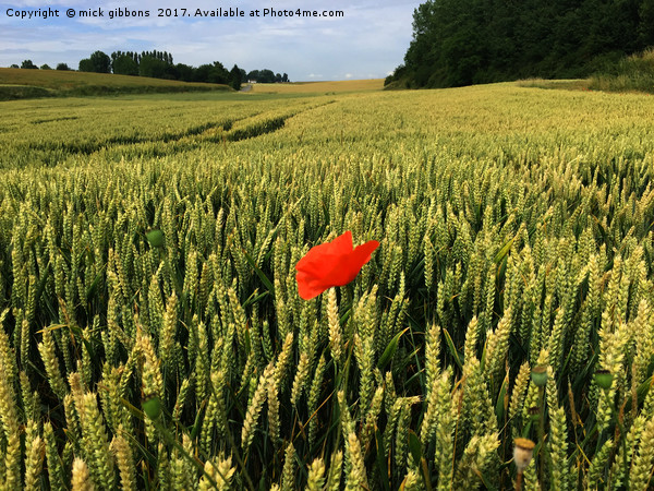 lone Poppy watches over field of hope and glory  Picture Board by mick gibbons