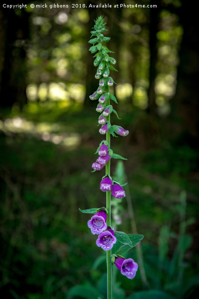 foxglove flower on the longleat estate Picture Board by mick gibbons