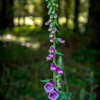 Buy canvas prints of foxglove flower on the longleat estate by mick gibbons