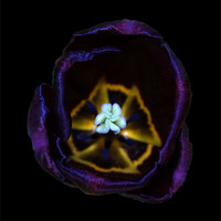 Buy canvas prints of Purple Tulip Black background by mick gibbons