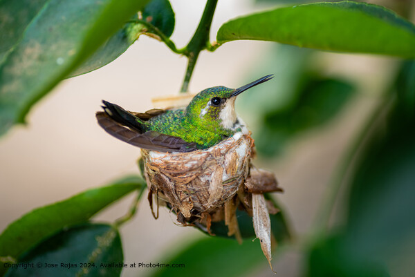 Close-up Hummingbird Nest Picture Board by Jose Rojas