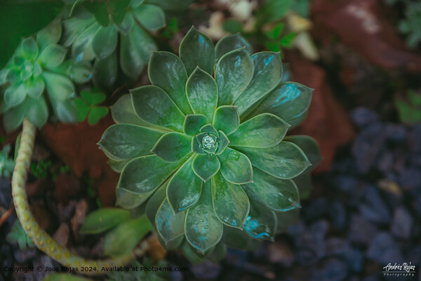 Succulent Rosette Water Droplet Picture Board by Jose Rojas