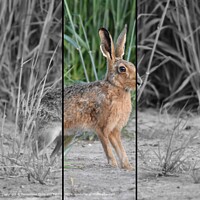 Click to show how this picture will look as a piece of wall art