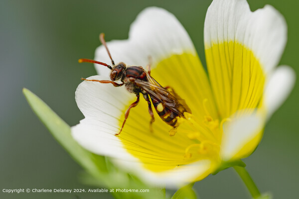 Nomad Bee on a Poached Egg plant flower  Picture Board by Charlene Delaney