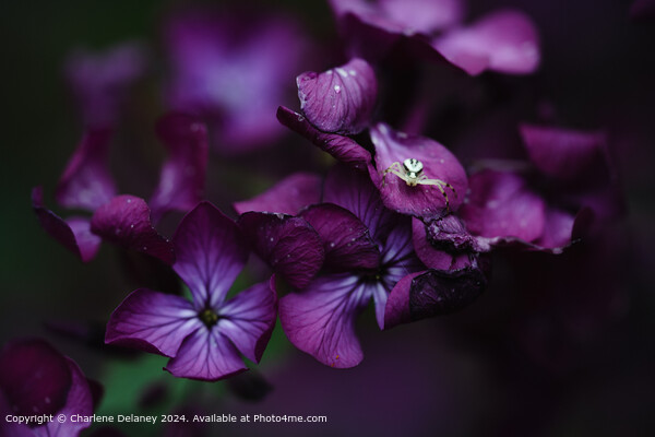 Crab Spider on the purple flower Lunaria  Picture Board by Charlene Delaney