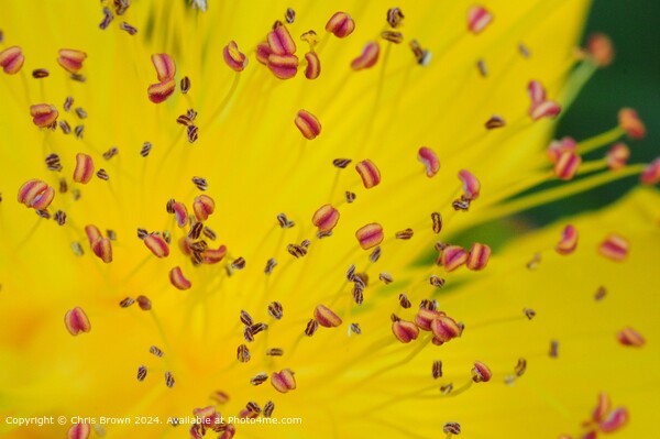 Yellow Flower Petal Texture Picture Board by Chris Brown