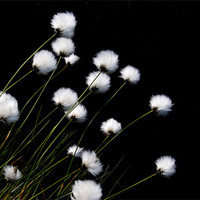 Buy canvas prints of Cotton Grass by andy harris