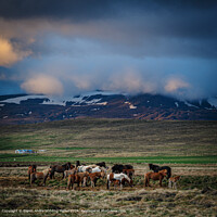 Hringvegur Horse Landscape