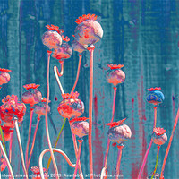 Buy canvas prints of Tall Poppies by joseph finlow canvas and prints