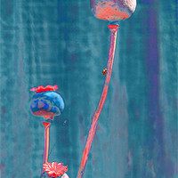 Buy canvas prints of Tall Poppies by joseph finlow canvas and prints