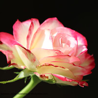 Cherry Parfait Rose