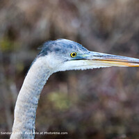 Blue Heron Portrait Wildlife