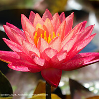 Pink Water Lily Flora