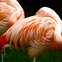 Flamingo's Colourful Elegance