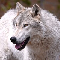 White Wolf Portrait
