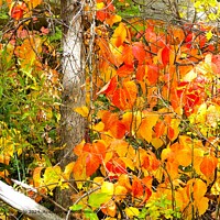 Fall colours in Utah USA