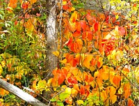 Click to show how this picture will look as a piece of wall art